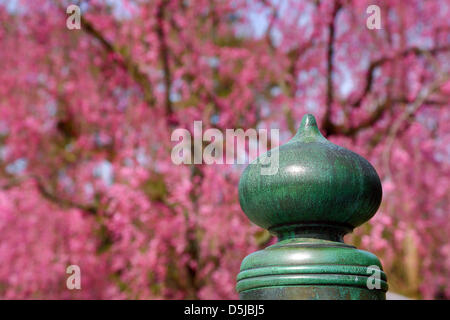 Kyoto, Japon. 1er avril 2013. Cerisiers dans les jardins du château de Nijo,à Kyoto. Le printemps à Kyoto, le Japon s'est vraiment beau comme la fleur de cerisier fleurit partout, de jardins pour les nombreux temples et le peuple japonais l'occasion pour pique-nique dans le parc le plus souvent possible sous les arbres. Crédit : Paul Brown / Alamy Live News Banque D'Images