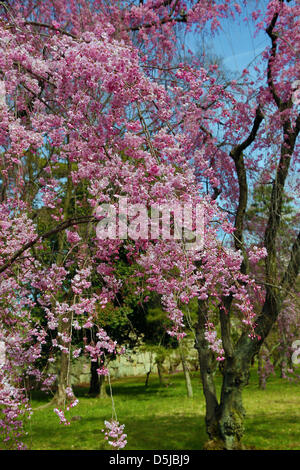 Kyoto, Japon. 1er avril 2013. Cerisiers dans les jardins du château de Nijo,à Kyoto. Le printemps à Kyoto, le Japon s'est vraiment beau comme la fleur de cerisier fleurit partout, de jardins pour les nombreux temples et le peuple japonais l'occasion pour pique-nique dans le parc le plus souvent possible sous les arbres. Crédit : Paul Brown / Alamy Live News Banque D'Images