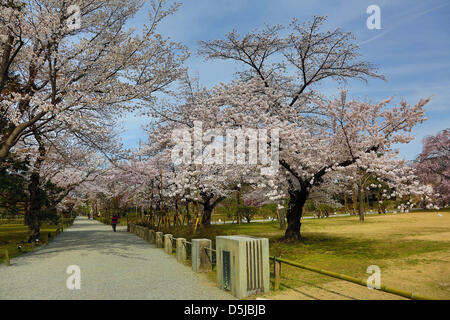 Kyoto, Japon. 1er avril 2013. Cerisiers dans les jardins du château de Nijo,à Kyoto. Le printemps à Kyoto, le Japon s'est vraiment beau comme la fleur de cerisier fleurit partout, de jardins pour les nombreux temples et le peuple japonais l'occasion pour pique-nique dans le parc le plus souvent possible sous les arbres. Crédit : Paul Brown / Alamy Live News Banque D'Images