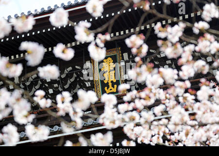 Kyoto, Japon. 1er avril 2013. Cherry Blossom contre la porte Sanmon de Chion dans Temple bouddhiste à Kyoto. Le printemps à Kyoto, le Japon s'est vraiment beau comme la fleur de cerisier fleurit partout, de jardins pour les nombreux temples et le peuple japonais l'occasion pour pique-nique dans le parc le plus souvent possible sous les arbres. Crédit : Paul Brown / Alamy Live News Banque D'Images