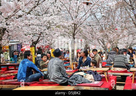 Kyoto, Japon. 1er avril 2013. Les Japonais pique-nique sous les cerisiers en fleurs au parc Maruyama à Kyoto. Le printemps à Kyoto, le Japon s'est vraiment beau comme la fleur de cerisier fleurit partout, de jardins pour les nombreux temples et le peuple japonais l'occasion pour pique-nique dans le parc le plus souvent possible sous les arbres. Crédit : Paul Brown / Alamy Live News Banque D'Images