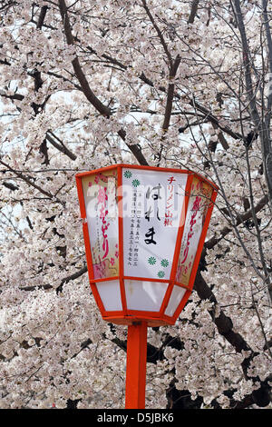 Kyoto, Japon. 1er avril 2013. Fleur de cerisier et les lanternes dans parc Maruyama à Kyoto. Le printemps à Kyoto, le Japon s'est vraiment beau comme la fleur de cerisier fleurit partout, de jardins pour les nombreux temples et le peuple japonais l'occasion pour pique-nique dans le parc le plus souvent possible sous les arbres. Crédit : Paul Brown / Alamy Live News Banque D'Images