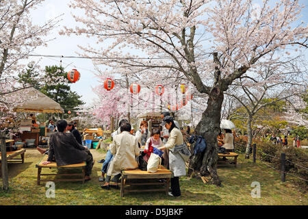 Kyoto, Japon. 1er avril 2013. Les Japonais pique-nique sous les cerisiers en fleurs au parc Maruyama à Kyoto. Le printemps à Kyoto, le Japon s'est vraiment beau comme la fleur de cerisier fleurit partout, de jardins pour les nombreux temples et le peuple japonais l'occasion pour pique-nique dans le parc le plus souvent possible sous les arbres. Crédit : Paul Brown / Alamy Live News Banque D'Images