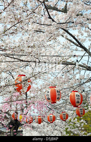 Kyoto, Japon. 1er avril 2013. Fleur de cerisier et les lanternes dans parc Maruyama à Kyoto. Le printemps à Kyoto, le Japon s'est vraiment beau comme la fleur de cerisier fleurit partout, de jardins pour les nombreux temples et le peuple japonais l'occasion pour pique-nique dans le parc le plus souvent possible sous les arbres. Crédit : Paul Brown / Alamy Live News Banque D'Images