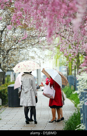 Kyoto, Japon. 1er avril 2013. Les Japonais avec des parasols sous la fleur de cerisier de Kyoto. Le printemps à Kyoto, le Japon s'est vraiment beau comme la fleur de cerisier fleurit partout, de jardins pour les nombreux temples et le peuple japonais l'occasion pour pique-nique dans le parc le plus souvent possible sous les arbres. Crédit : Paul Brown / Alamy Live News Banque D'Images