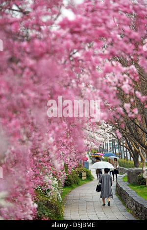 Kyoto, Japon. 1er avril 2013. Les Japonais avec des parasols sous la fleur de cerisier de Kyoto. Le printemps à Kyoto, le Japon s'est vraiment beau comme la fleur de cerisier fleurit partout, de jardins pour les nombreux temples et le peuple japonais l'occasion pour pique-nique dans le parc le plus souvent possible sous les arbres. Crédit : Paul Brown / Alamy Live News Banque D'Images