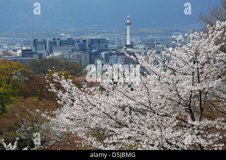 Kyoto, Japon. 1er avril 2013. La Tour de Kyoto et skyline avec fleur de cerisier de Kyoto. Le printemps à Kyoto, le Japon s'est vraiment beau comme la fleur de cerisier fleurit partout, de jardins pour les nombreux temples et le peuple japonais l'occasion pour pique-nique dans le parc le plus souvent possible sous les arbres. Banque D'Images