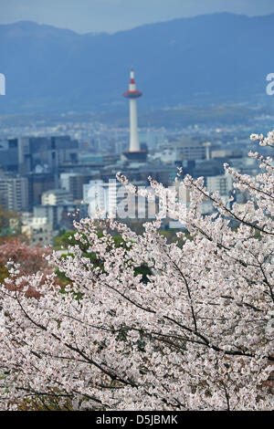 Kyoto, Japon. 1er avril 2013. La Tour de Kyoto et skyline avec fleur de cerisier de Kyoto. Le printemps à Kyoto, le Japon s'est vraiment beau comme la fleur de cerisier fleurit partout, de jardins pour les nombreux temples et le peuple japonais l'occasion pour pique-nique dans le parc le plus souvent possible sous les arbres. Crédit : Paul Brown / Alamy Live News Banque D'Images