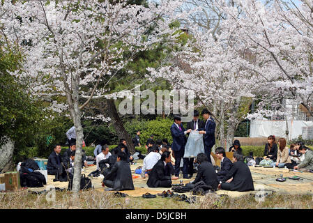 Kyoto, Japon. 1er avril 2013. Les Japonais pique-nique sous les cerisiers en fleurs au parc Maruyama à Kyoto. Le printemps à Kyoto, le Japon s'est vraiment beau comme la fleur de cerisier fleurit partout, de jardins pour les nombreux temples et le peuple japonais l'occasion pour pique-nique dans le parc le plus souvent possible sous les arbres. Crédit : Paul Brown / Alamy Live News Banque D'Images