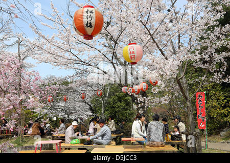 Kyoto, Japon. 1er avril 2013. Les Japonais pique-nique sous les cerisiers en fleurs au parc Maruyama à Kyoto. Le printemps à Kyoto, le Japon s'est vraiment beau comme la fleur de cerisier fleurit partout, de jardins pour les nombreux temples et le peuple japonais l'occasion pour pique-nique dans le parc le plus souvent possible sous les arbres. Crédit : Paul Brown / Alamy Live News Banque D'Images