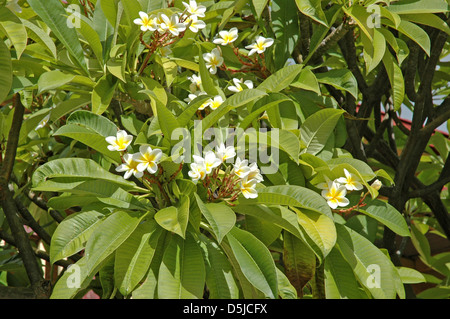 Frangipani Plumeria blanc Banque D'Images