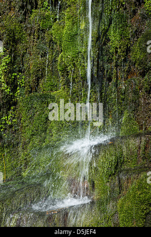 L'eau qui coule sur la mousse de mur dans la Gorge de Clydach, Pays de Galles, Royaume-Uni Banque D'Images