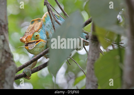 Homme en danger Parson's Chameleon (Calumma parsonii) manger une cigale voler dans Ranomafana, Madagascar. Banque D'Images