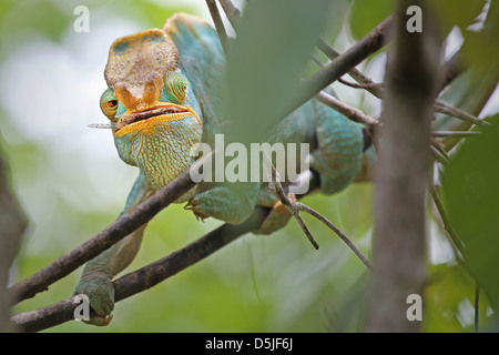 Homme en danger Parson's Chameleon (Calumma parsonii) manger une cigale voler dans Ranomafana, Madagascar. Banque D'Images