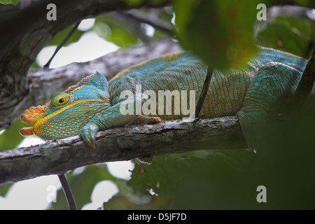 Homme en danger Parson's Chameleon (Calumma parsonii) dans un arbre de Ranomafana, à Madagascar. Banque D'Images