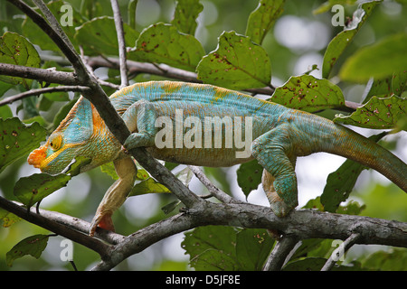 Homme en danger Parson's Chameleon (Calumma parsonii) dans un arbre de Ranomafana, à Madagascar. Banque D'Images