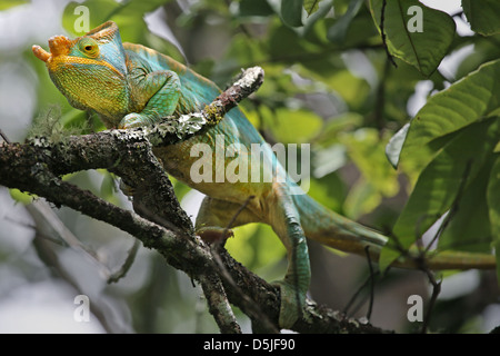 Homme en danger Parson's Chameleon (Calumma parsonii) dans un arbre de Ranomafana, à Madagascar. Banque D'Images