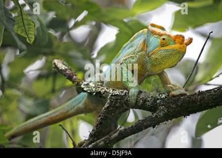 Homme en danger Parson's Chameleon (Calumma parsonii) dans un arbre de Ranomafana, à Madagascar. Banque D'Images