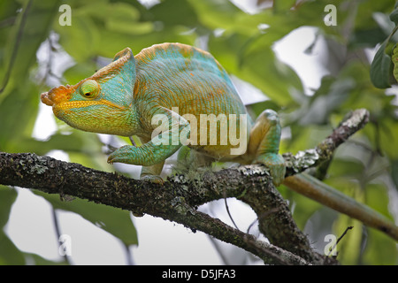 Homme en danger Parson's Chameleon (Calumma parsonii) dans un arbre de Ranomafana, à Madagascar. Banque D'Images