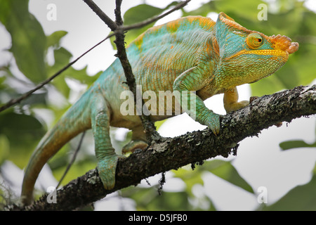 Homme en danger Parson's Chameleon (Calumma parsonii) dans un arbre de Ranomafana, à Madagascar. Banque D'Images