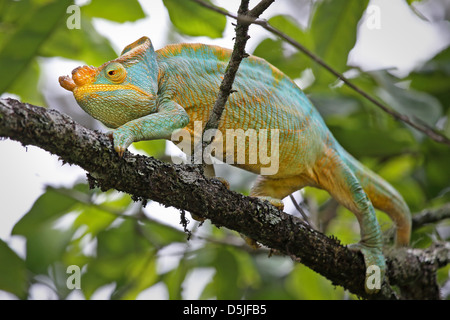 Homme en danger Parson's Chameleon (Calumma parsonii) dans un arbre de Ranomafana, à Madagascar. Banque D'Images