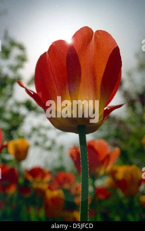 Photo d'une tulipe jaune et rouge avec le soleil rayonnant de derrière tourné à angle faible. Banque D'Images