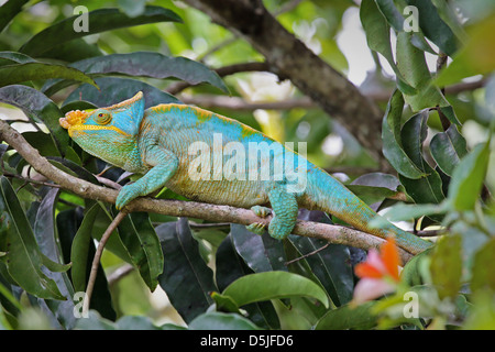 Homme en danger Parson's Chameleon (Calumma parsonii) dans un arbre de Ranomafana, à Madagascar. Banque D'Images