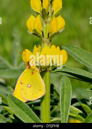 Papillon jaune assombrie se nourrissant de fleur de lupin vivace dans le sud du Portugal Banque D'Images