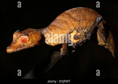 La disparition des feuilles Spearpoint-tail Gecko (Uroplatus ebenaui) dans une forêt tropicale à Madagascar. Banque D'Images