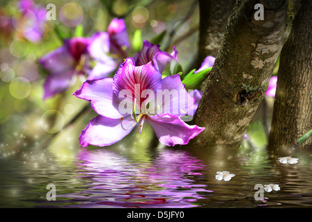 - Arbre orchidée fleur Bauhinia et simulation de l'eau. Banque D'Images