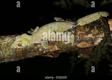 Giant gecko à queue de feuille (Uroplatus fimbriatus) dans la région de Ranomafana, à Madagascar. Gecko est perché sur une branche dans la nuit à la proie d'insectes. Banque D'Images