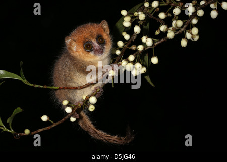 Lémurien souris brune (Le Microcebus rufus) dans une forêt tropicale à Madagascar (Ranomafana). Microcebus sont les primates les plus petits au monde Banque D'Images