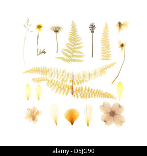 Fleurs de Printemps s'est évanoui et pressée, Charottesville, Virginie Banque D'Images