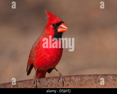 Le Cardinal rouge mâle rouge vif, assise sur le bord d'une mangeoire Banque D'Images