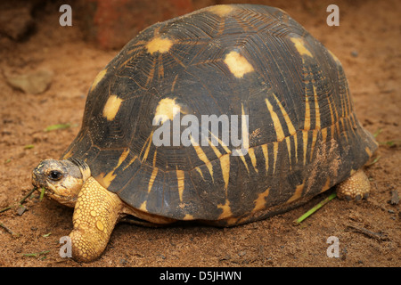 Tortue rayonnée En danger critique (Astrochelys radiata) regarde autour de Madagascar. L'une des régions les plus menacées Banque D'Images