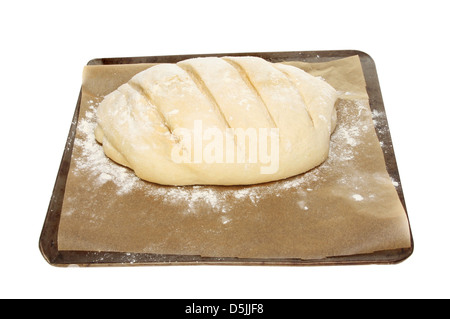 La preuve de la pâte de pain sur une tôle à biscuits isolated on white Banque D'Images