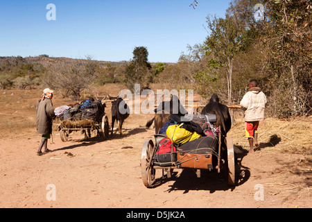 Madagascar, l'exploitation, Matsedroy Wallacea camp, charrettes zébus transportant les bagages d'étudiant Banque D'Images