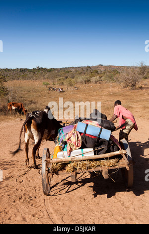 Madagascar, l'exploitation, Matsedroy Wallacea camp, charrettes zébus transportant les bagages d'étudiant Banque D'Images