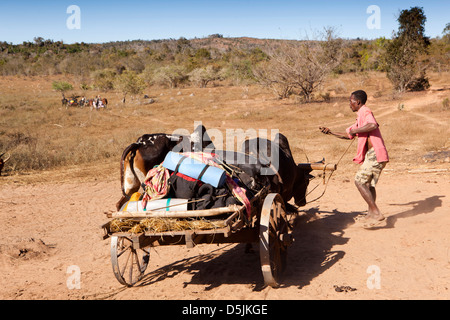 Madagascar, l'exploitation, Matsedroy Wallacea camp, charrettes zébus transportant les bagages d'étudiant Banque D'Images