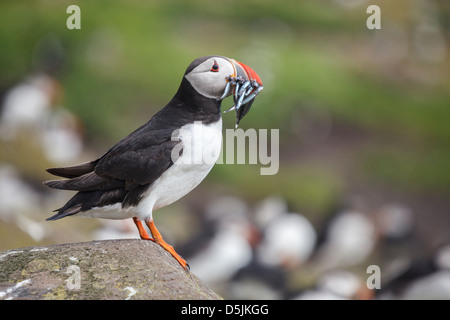 Un comité permanent de macareux avec Lançons dans son bec. Capturé sur Inner Farne, partie de l'Iles Farne dans le Northumberland. Banque D'Images