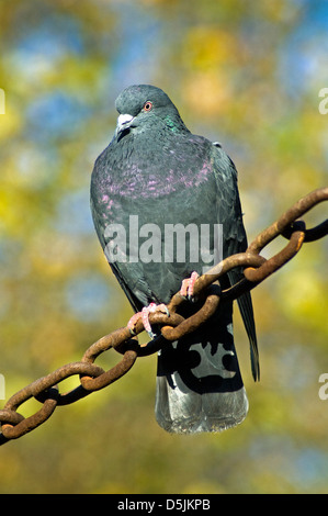 Pigeon (Columba livia) ou Rock Dove sur grillage, Central London, England, UK Banque D'Images