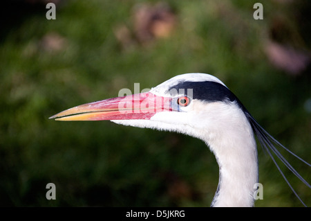 Héron cendré (Ardea cinerea) close up of head Banque D'Images