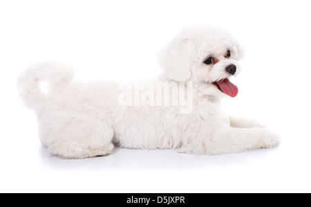 Vue latérale d'un beau couché bichon chien isolé sur fond blanc Banque D'Images