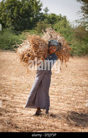 Dame âgée la collecte de paille dans un champ, près de village de Minnanthu, Bagan, Myanmar (Birmanie), Banque D'Images