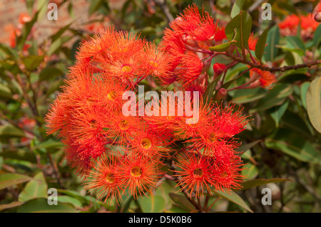 Corymbia ficifolia, gomme à fleurs rouges Banque D'Images