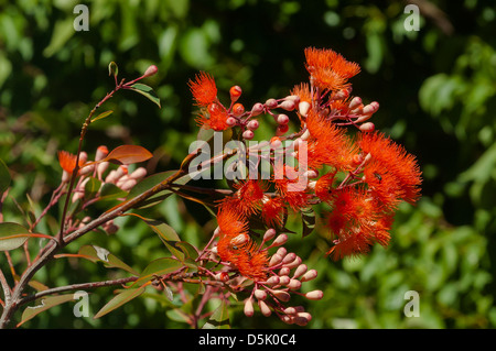 Corymbia ficifolia, gomme à fleurs rouges Banque D'Images