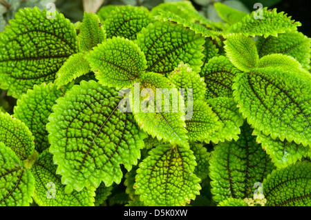 Pilea involucrata, Moon Valley Pilea Banque D'Images