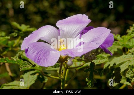 Alyogyne huegelii, Hibiscus australienne Banque D'Images