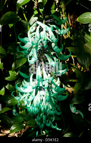 Strongylodon macrobotrys, Jade Vine Banque D'Images