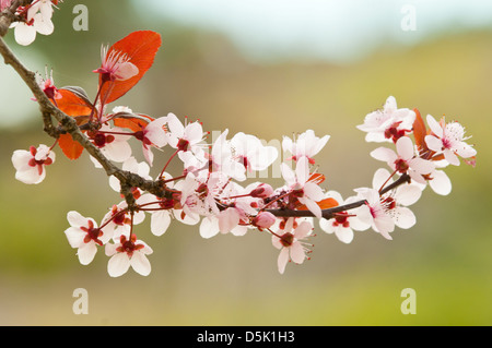Prunus cerasifera Nigra, Cherry Plum Le Myrobolan Banque D'Images